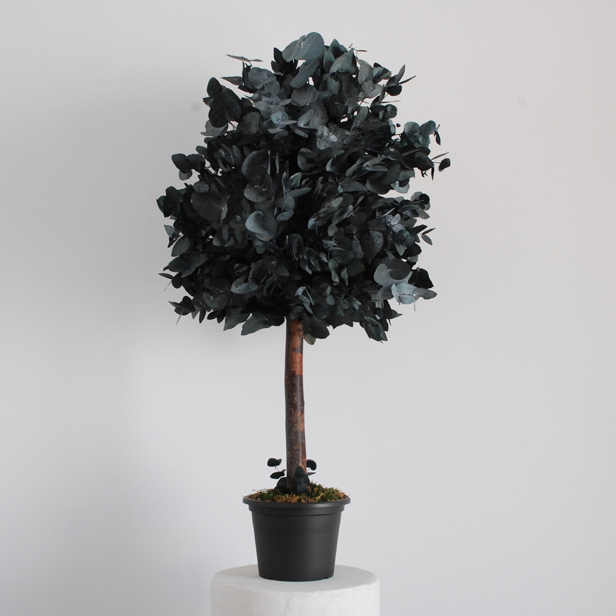 Cinerea Verde 3