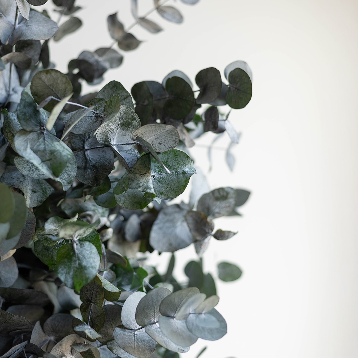 Cinerea Verde 4