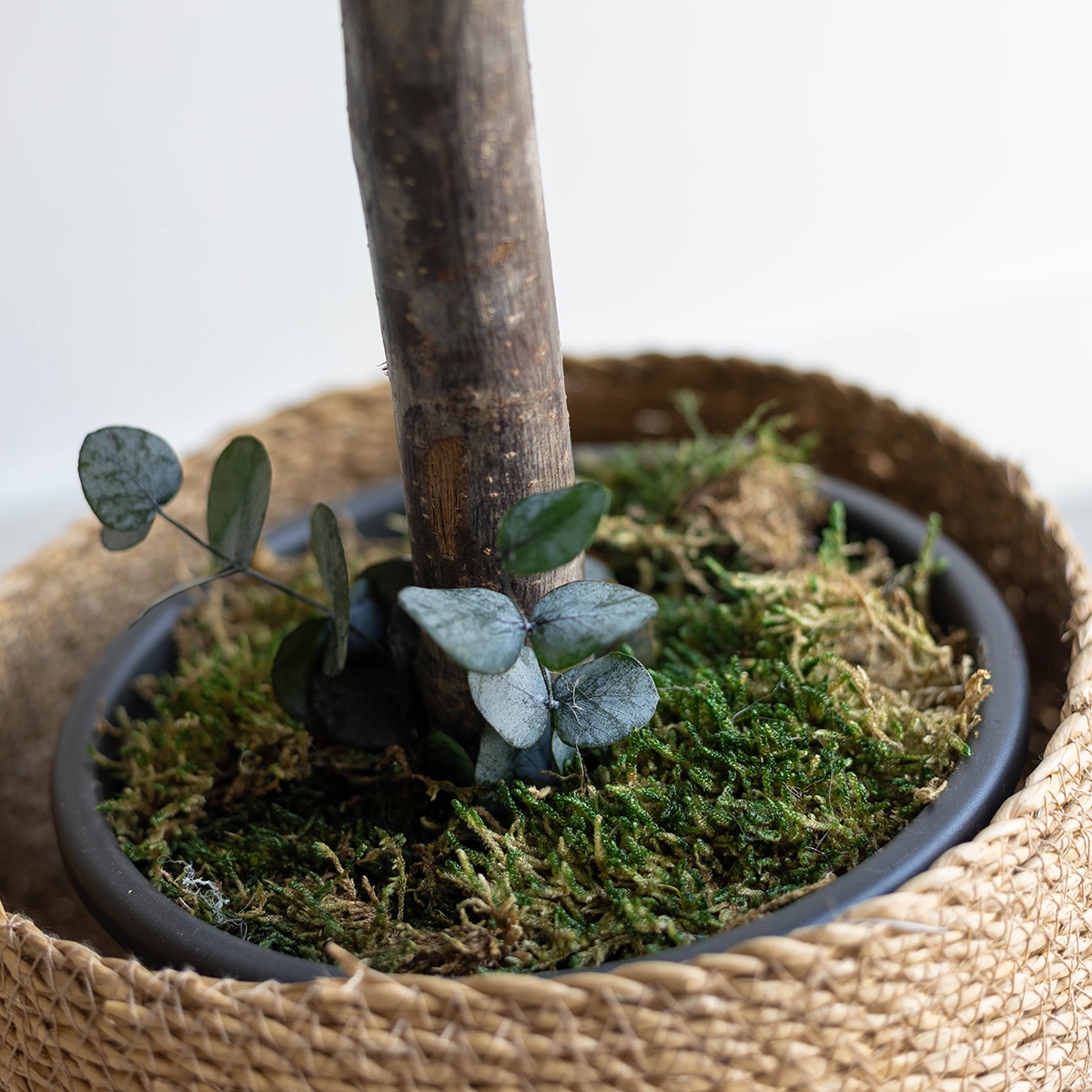 Cinerea Verde 5