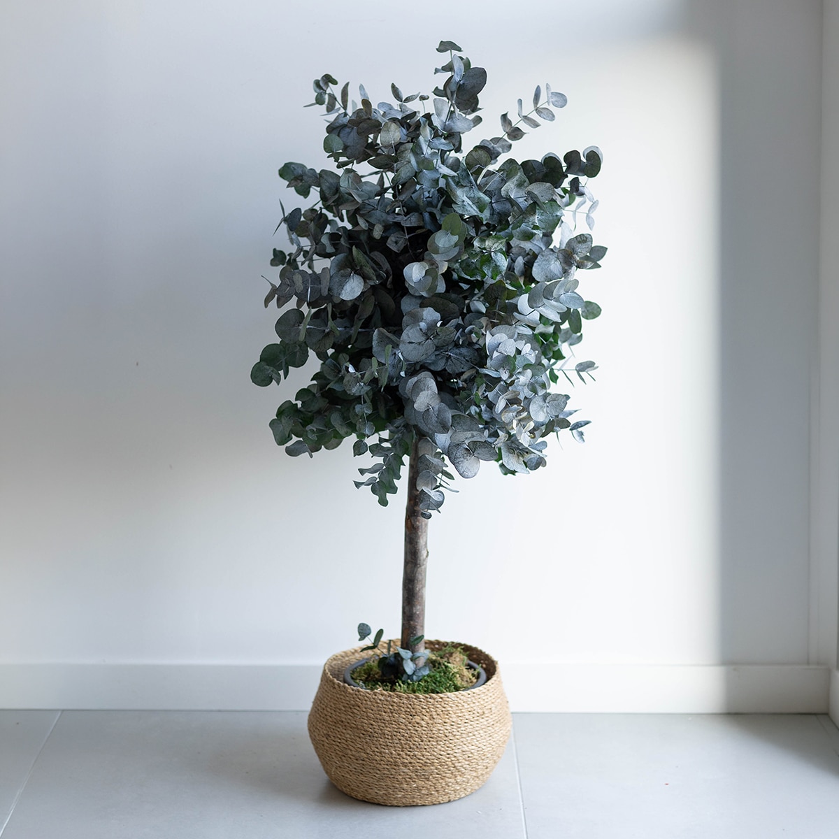 Cinerea Verde 6