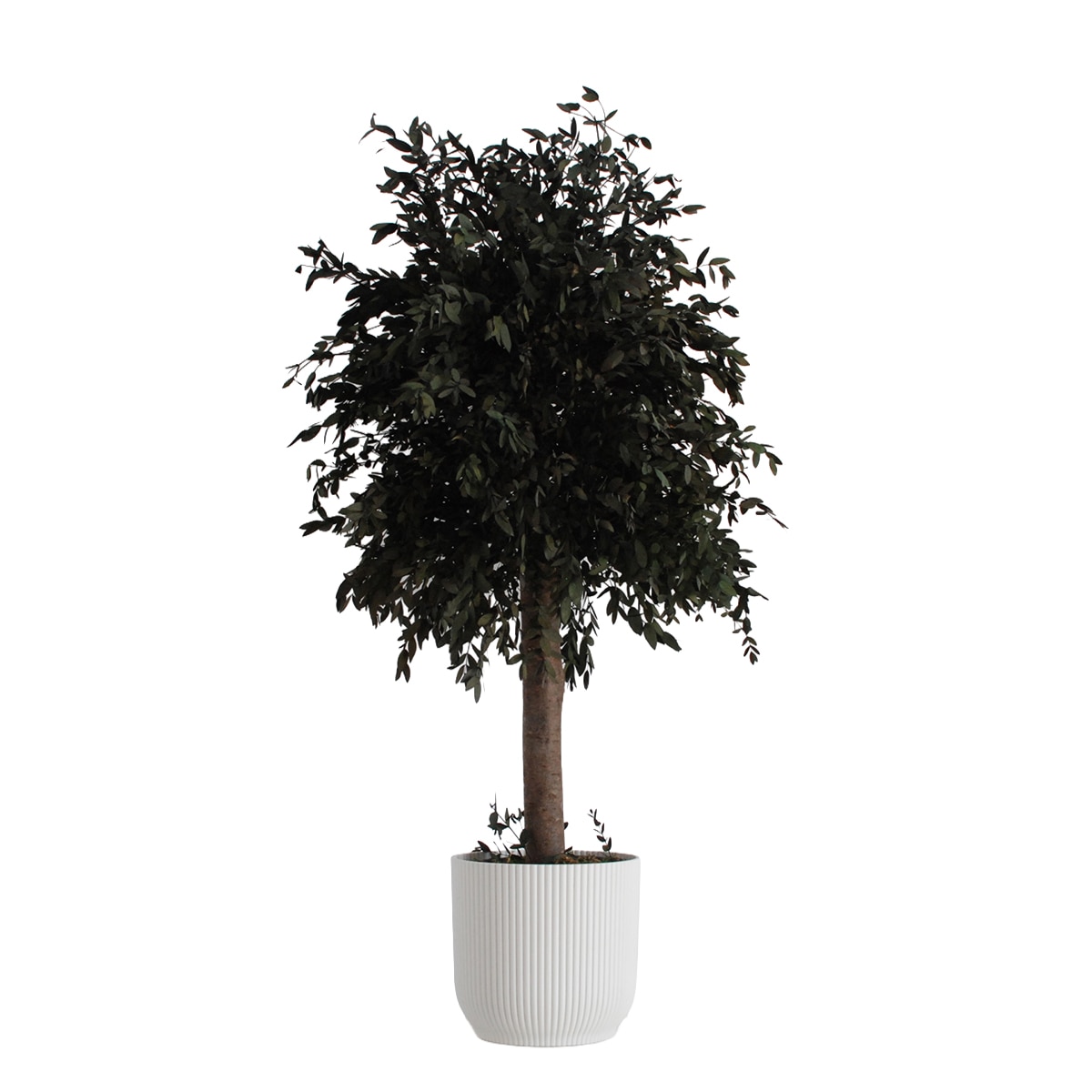 Imagem 0 de Áparvifolia 100