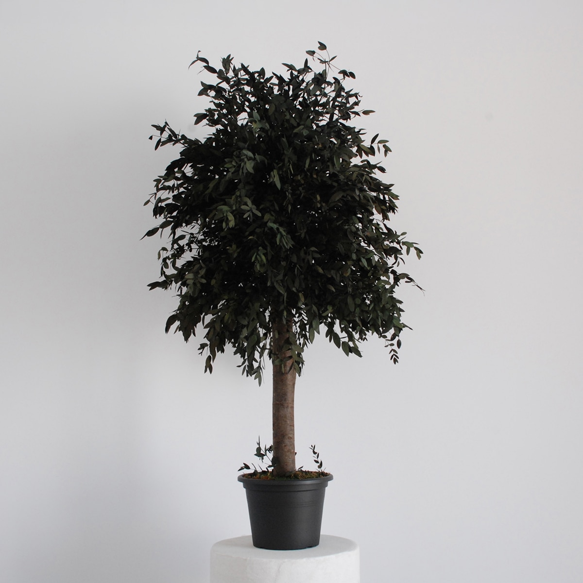 Áparvifolia 100 3