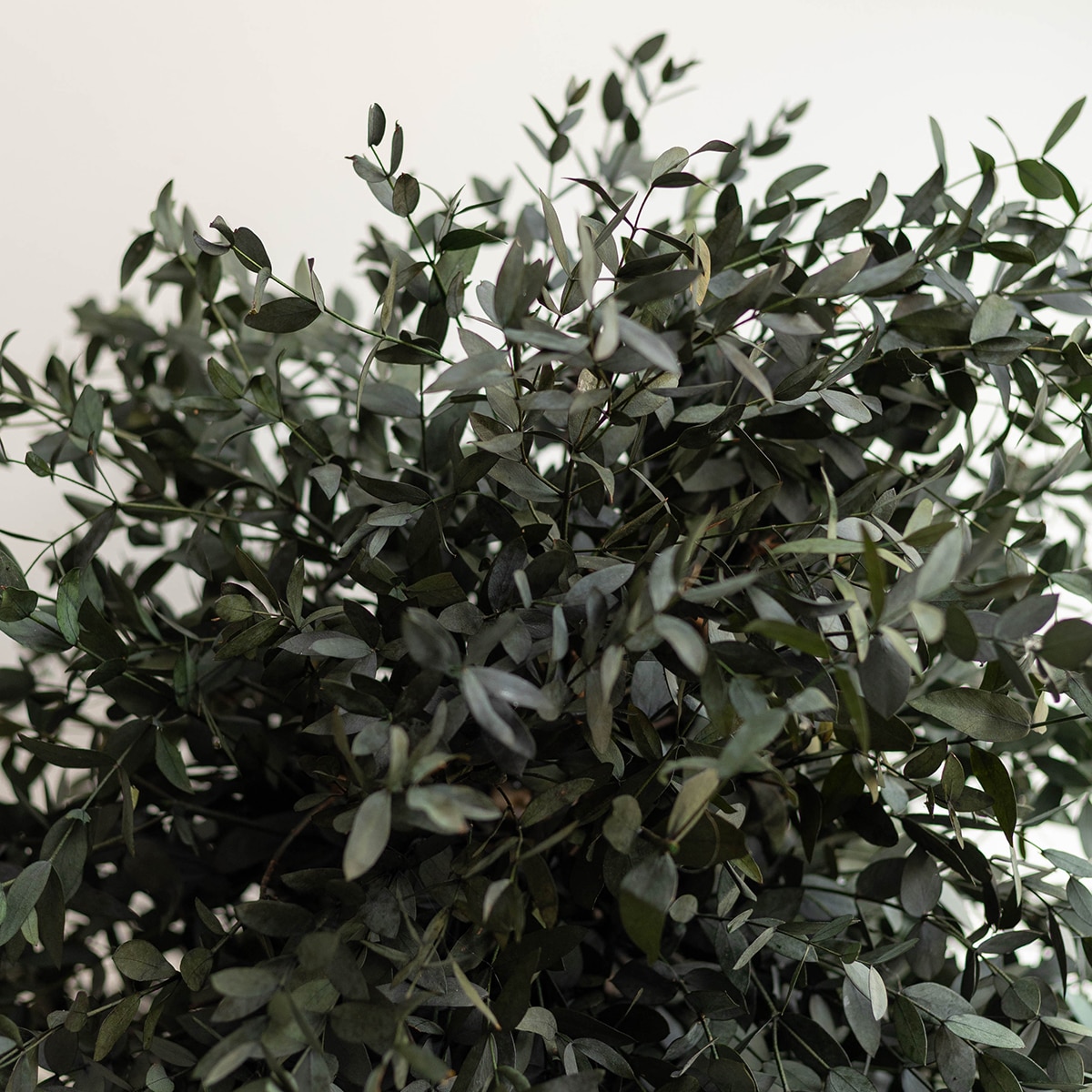 Áparvifolia 100 5