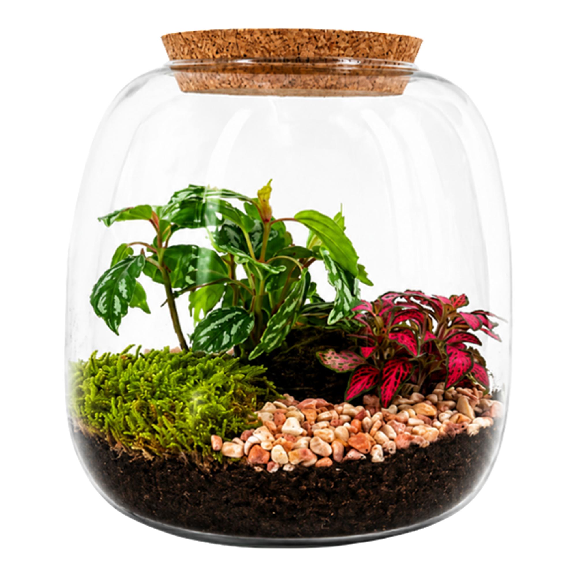 Imagen 0 de Terrario Moly M Origin con led