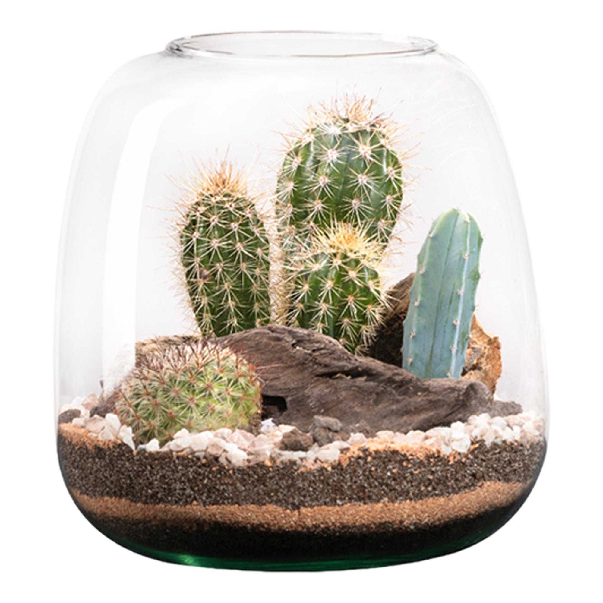 Imagen 0 de Terrario Moly M Cactus