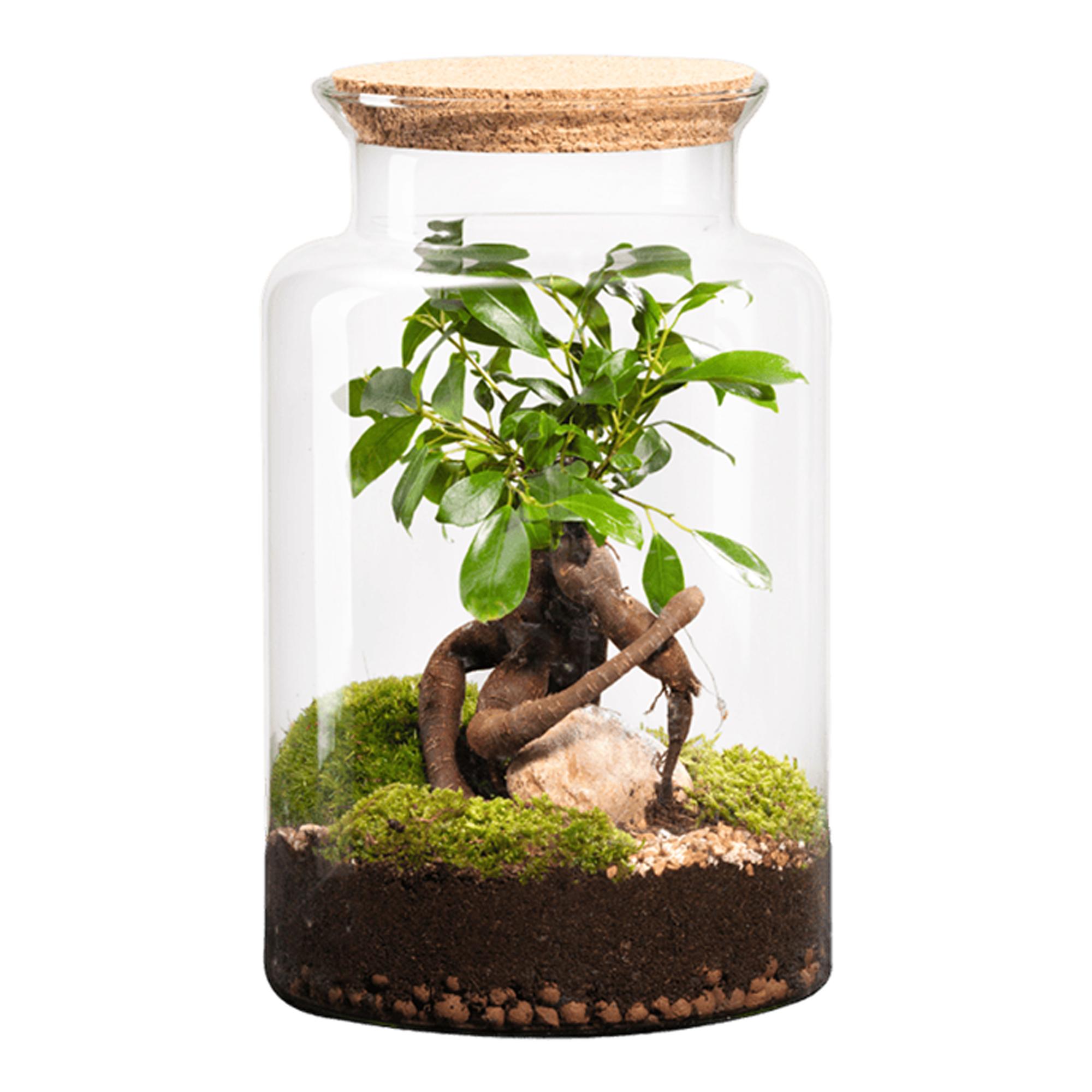 Imagen 0 de Terrario Jungle M Ginseng