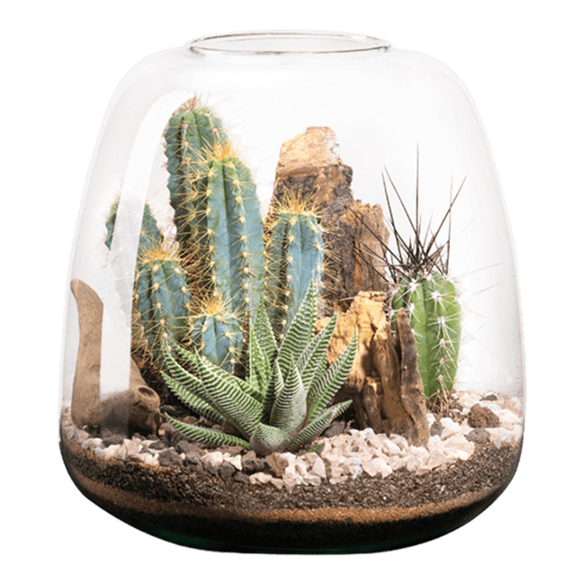 Imagen 0 de Terrario Moly l Cactus