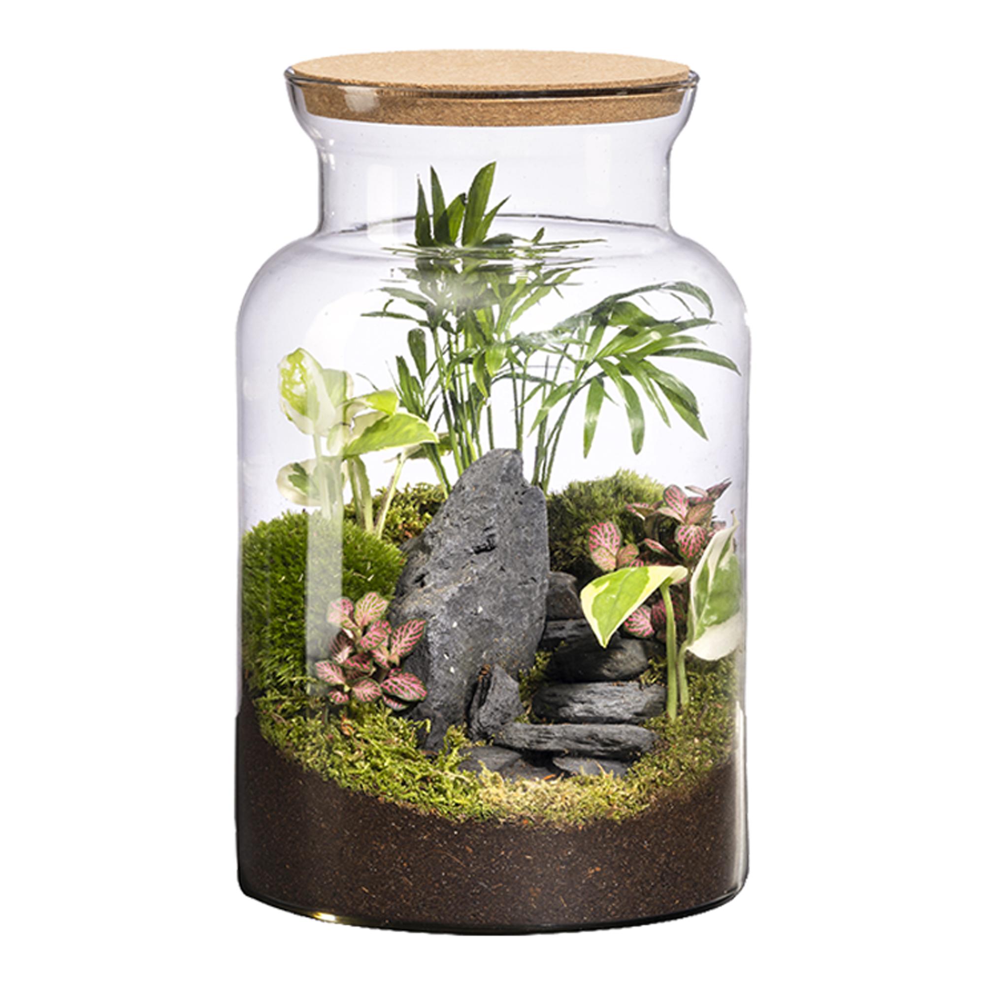 Imagen 0 de Terrario Jungle M