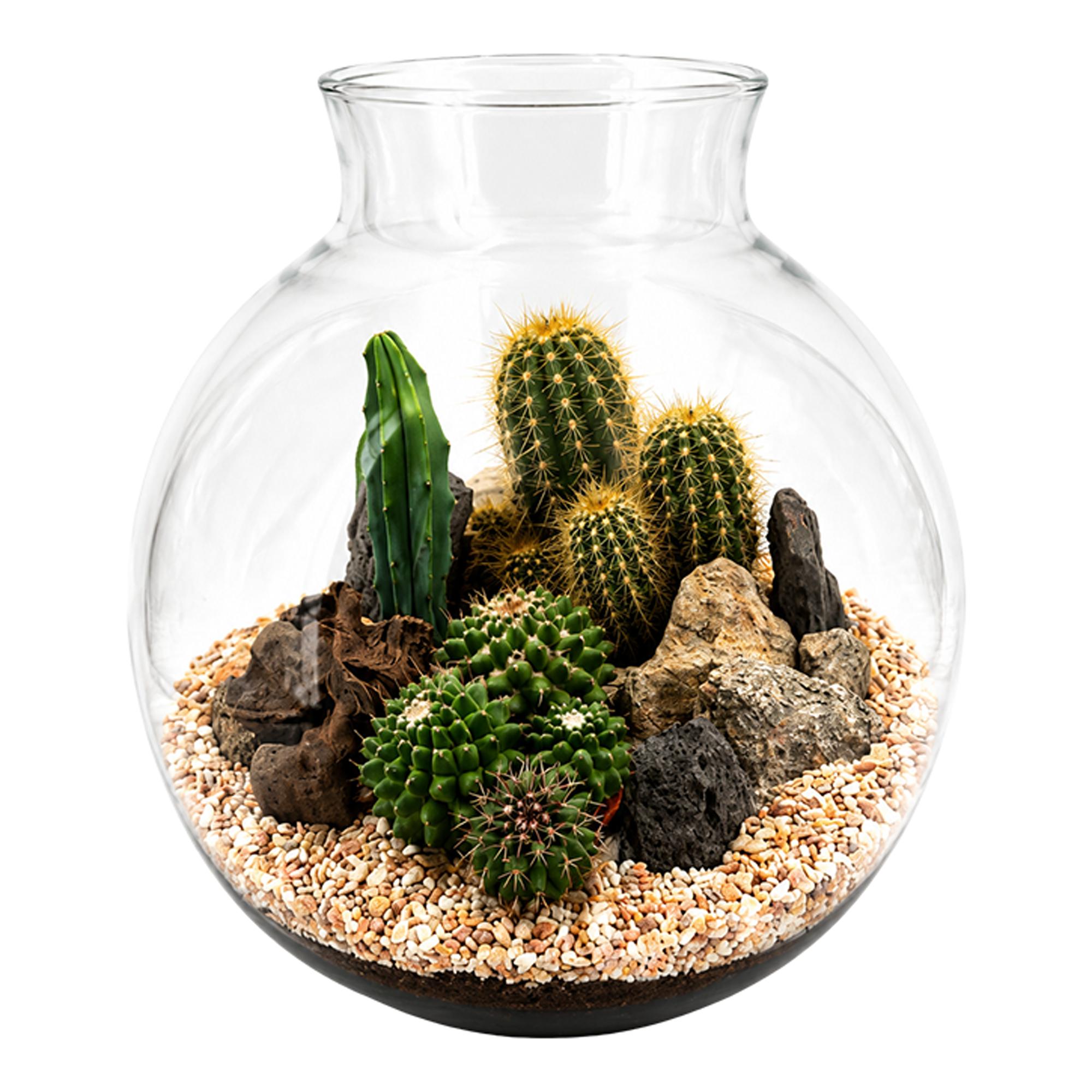 Imagen 0 de Terrario Cactus D25 H27