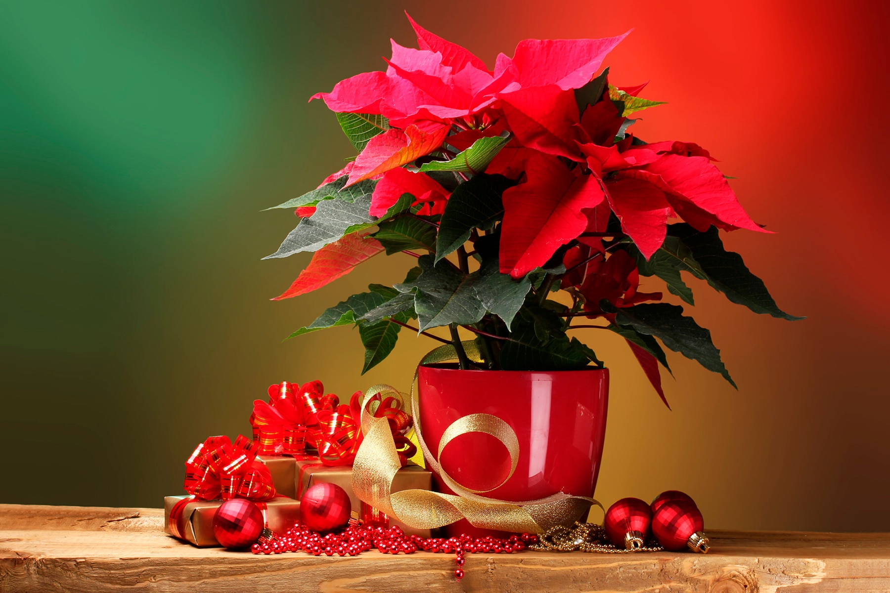 Macetero de Cerámica Poinsetia Ø 14 cm Rojo-2