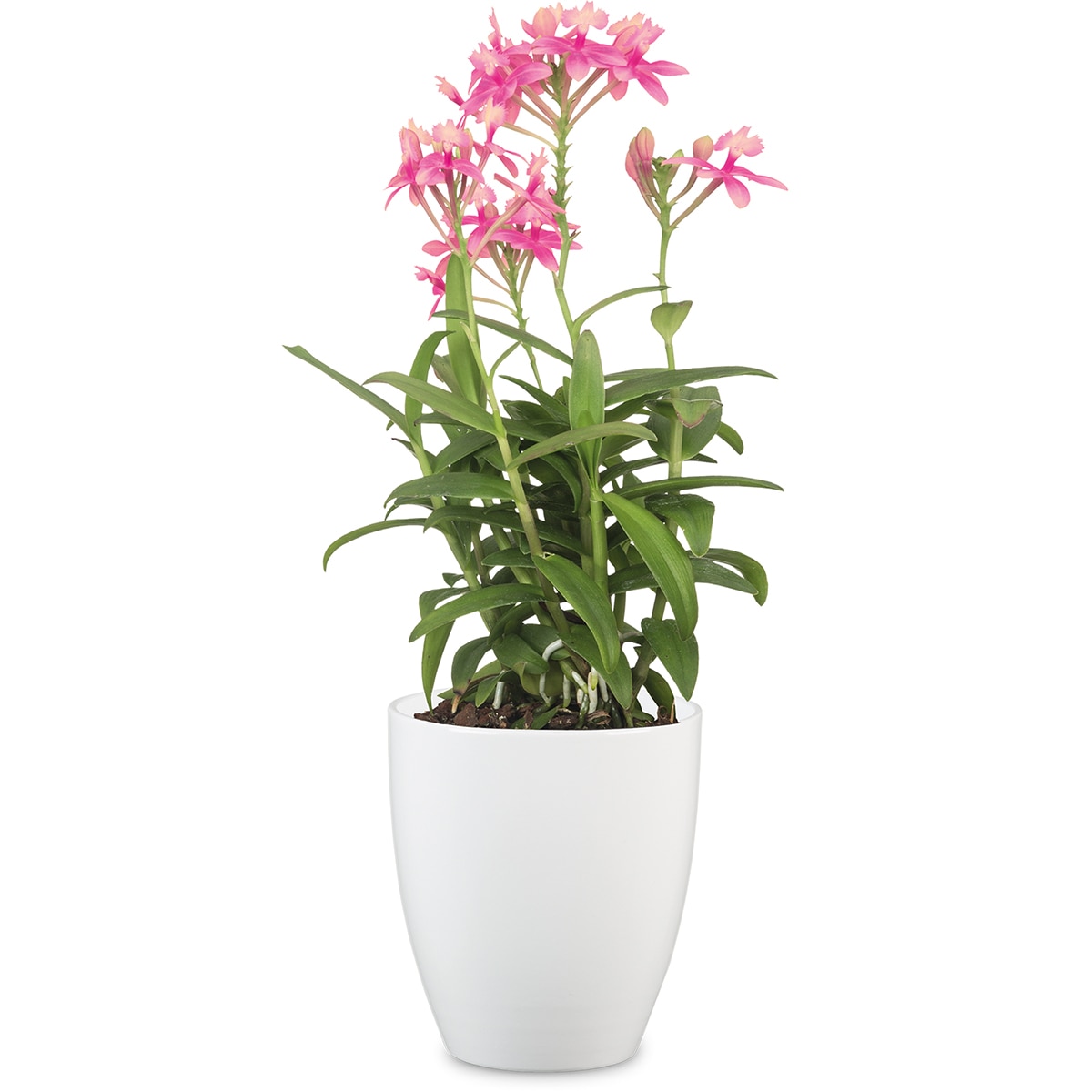 Macetero Orquídea 15 cm. Capacidad 1,3L. Scheurich Blanco-2