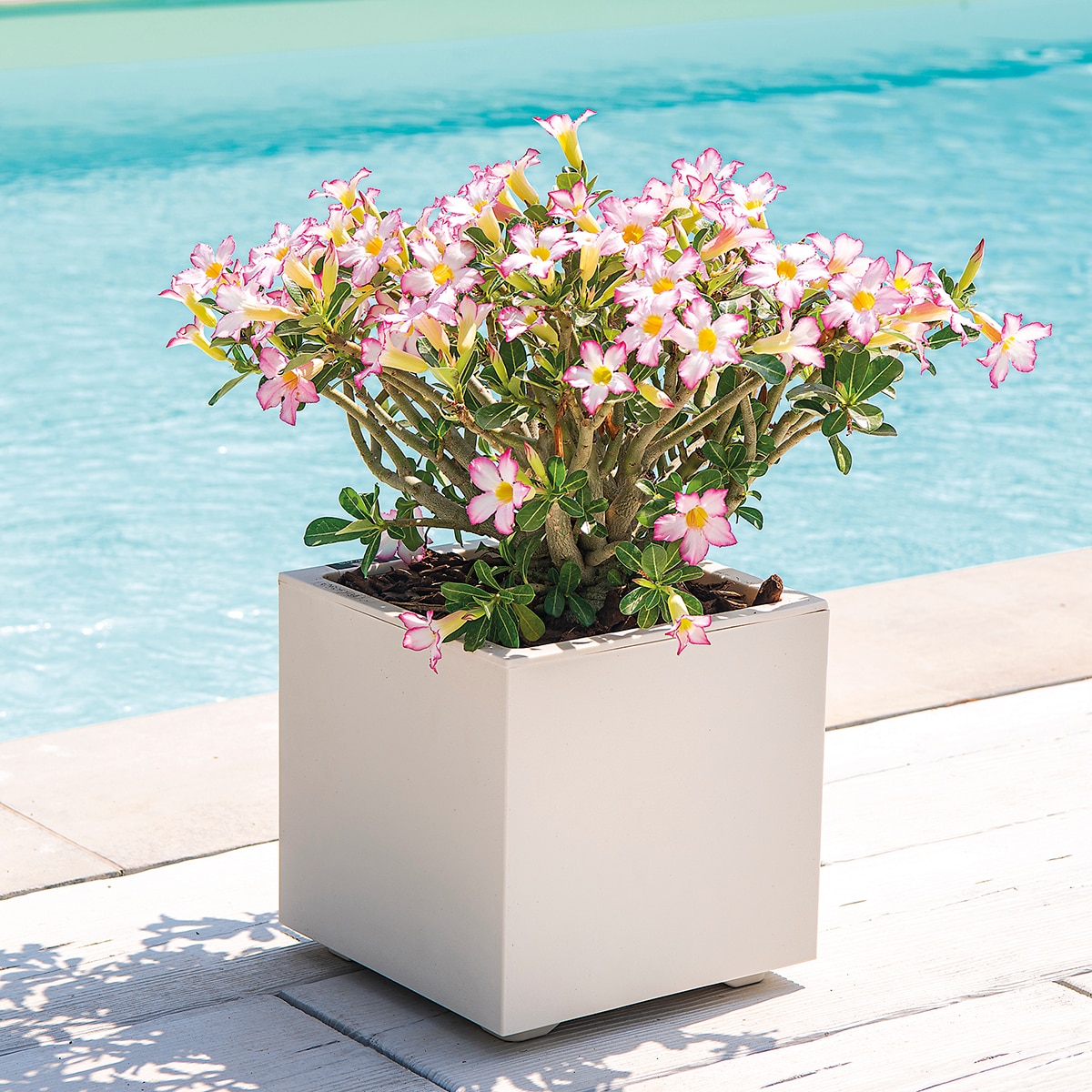 Macetero Millennium 39 cm. Capacidad 40,4L. Deroma Perla-3