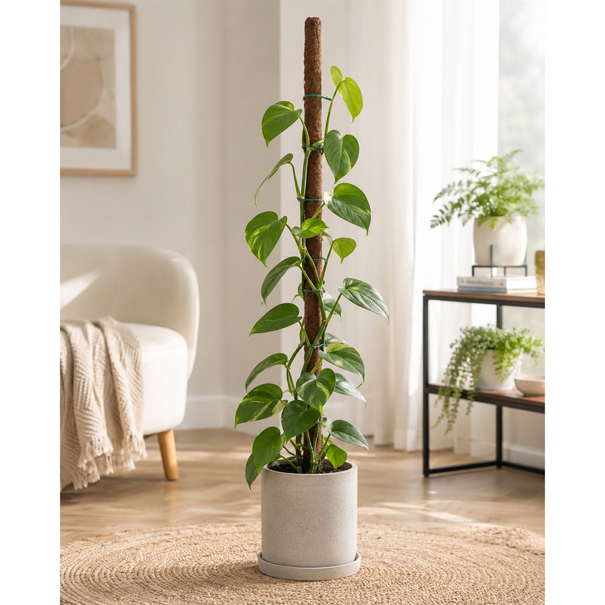 Tutor fibra de coco Flower de 120 cm 3