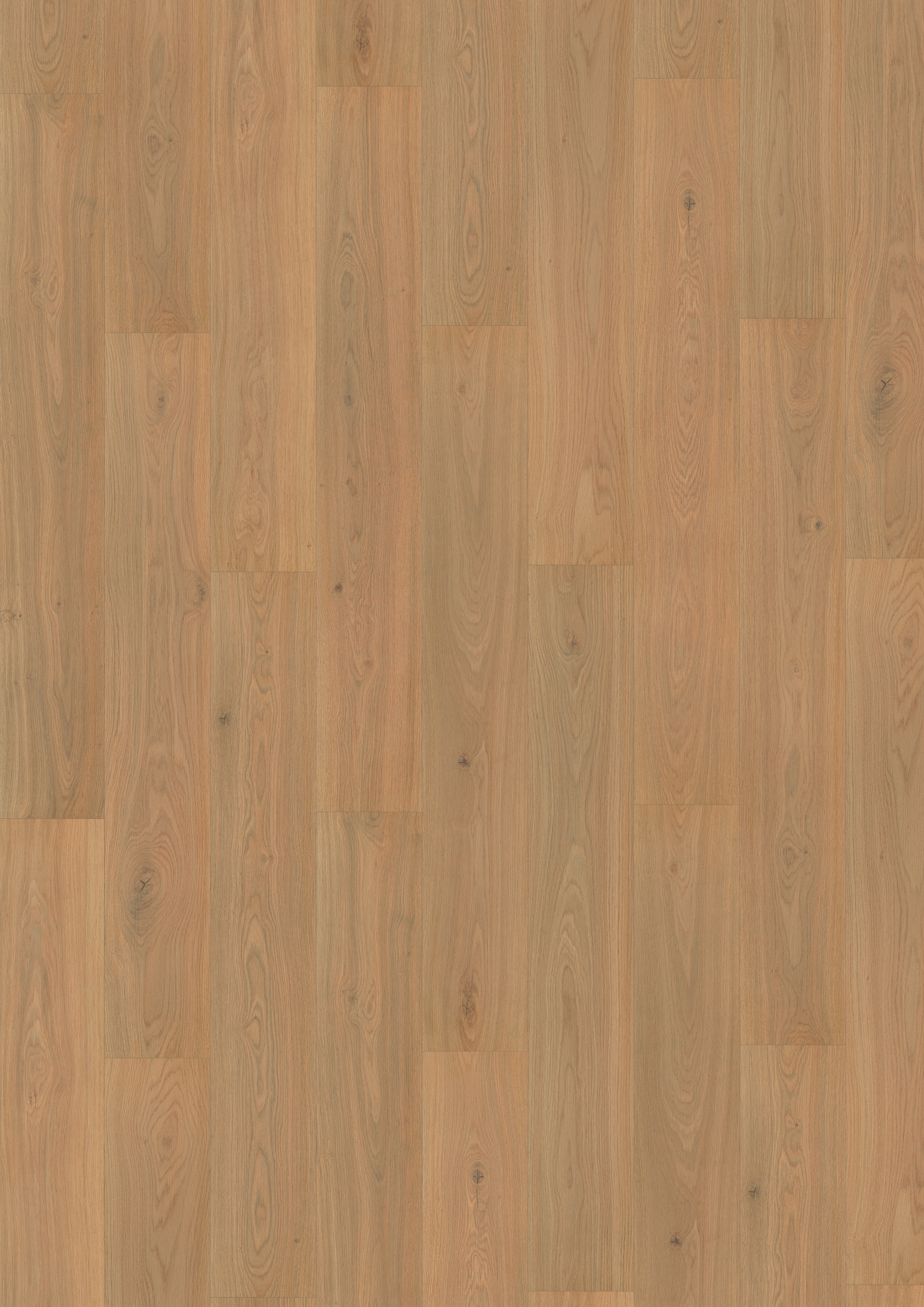 Finfloor Original ECO AC5/33 Roble Crescendo sin bisel Roble Crescendo-4