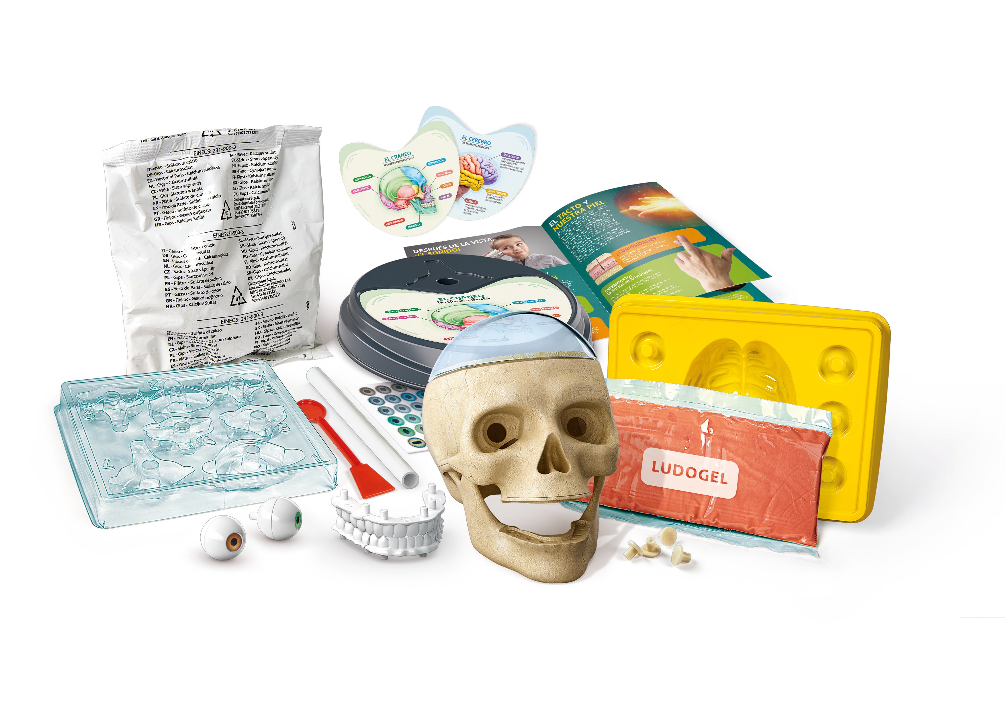Anatomía fuera de cabeza 2
