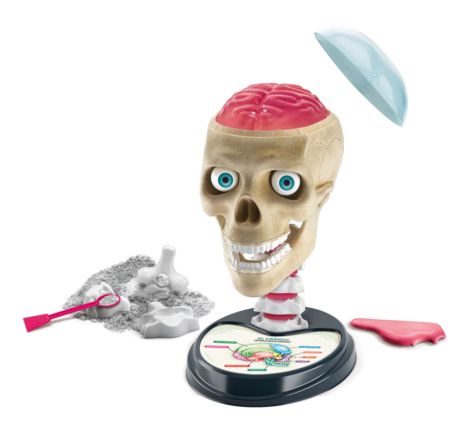 Anatomía fuera de cabeza 3