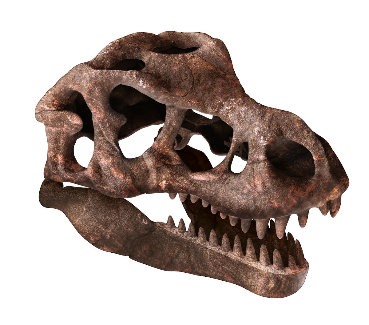 Juego de mesa Arquejugando Cráneo de T-Rex Clementoni 2