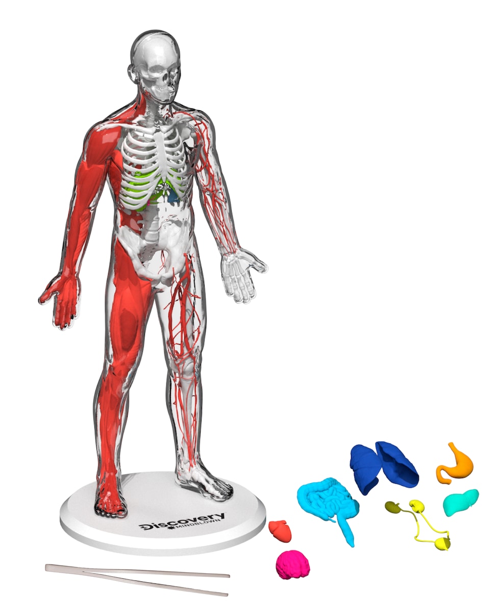 Juego educativo Kit de anatomía 28 piezas Discovery 2