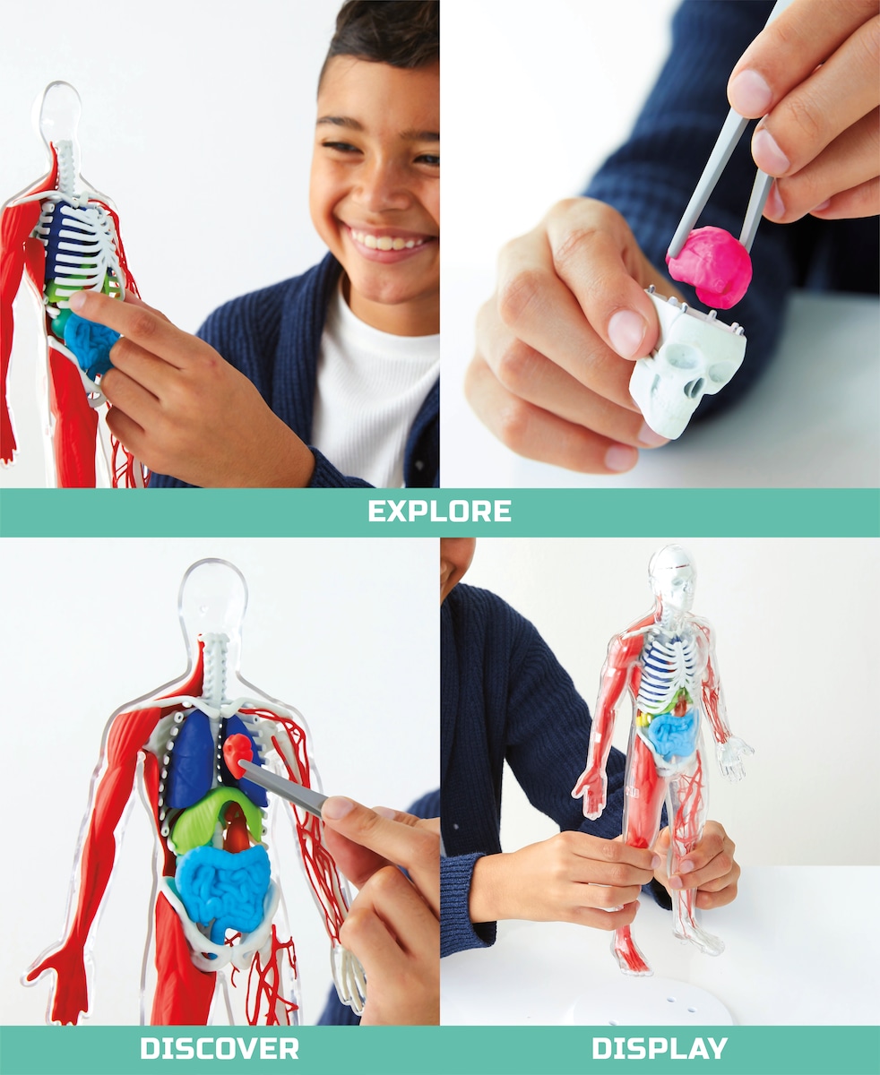 Juego educativo Kit de anatomía 28 piezas Discovery 5