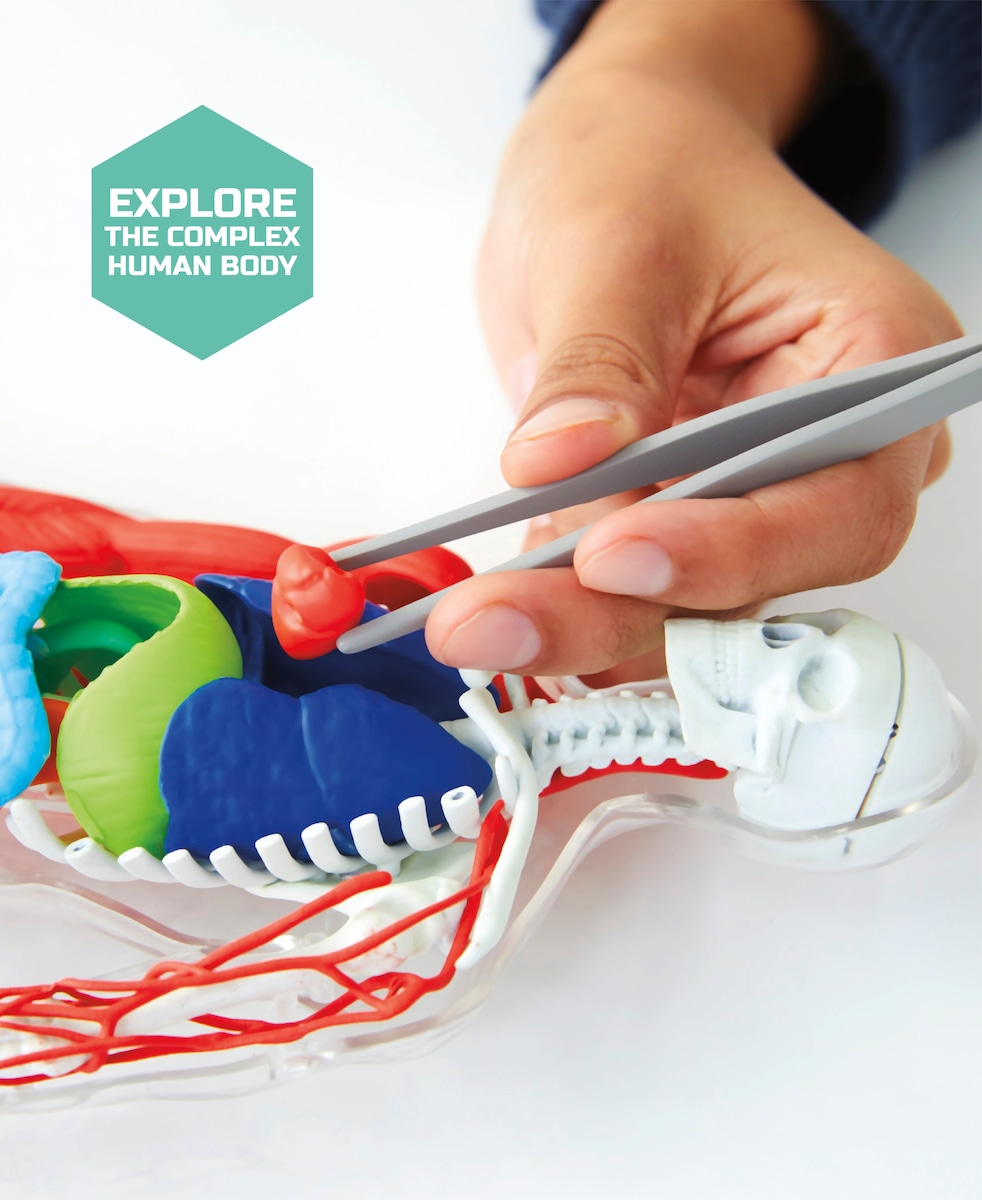 Juego educativo Kit de anatomía 28 piezas Discovery 6