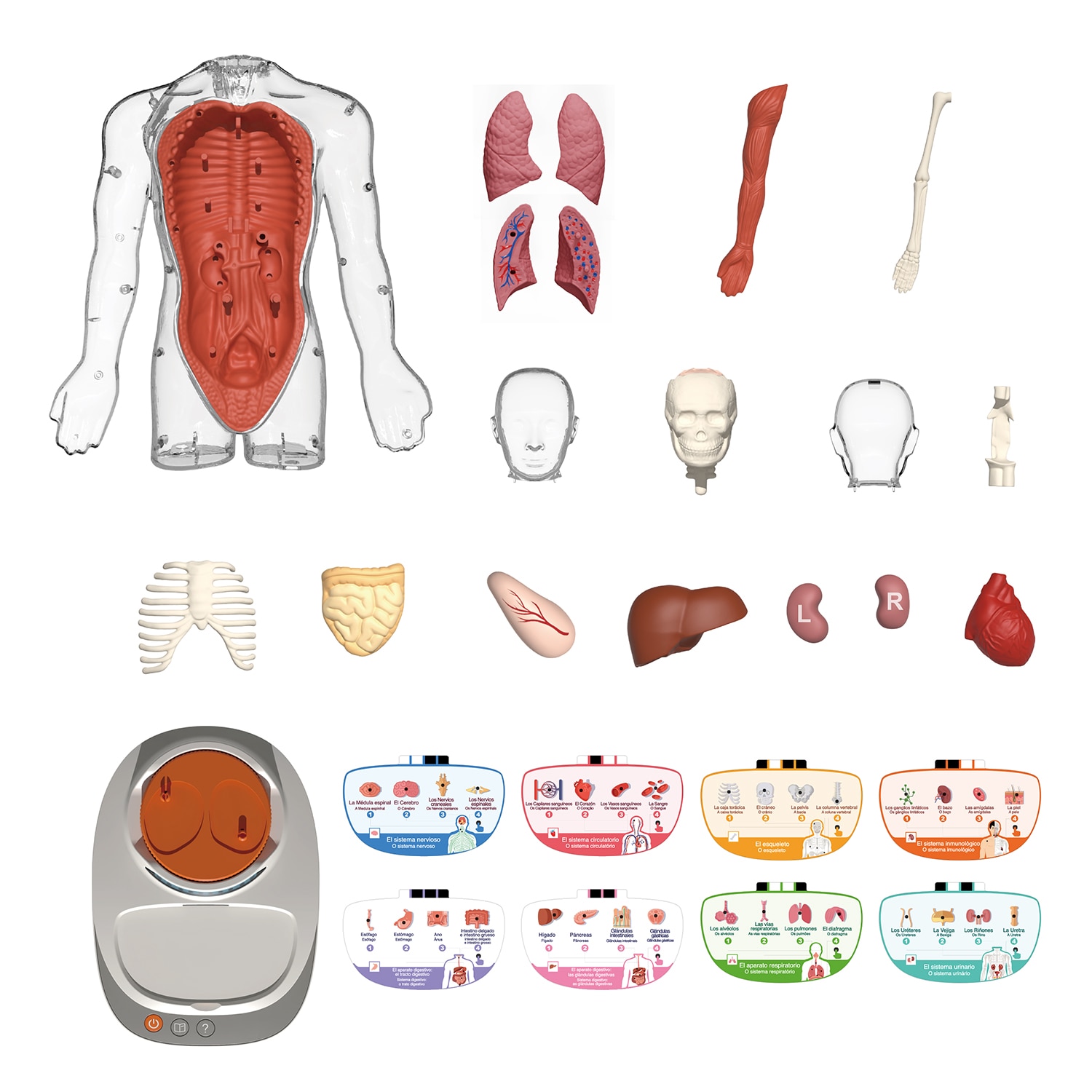 Cuerpo Humano Vozpedia Canal Science 2