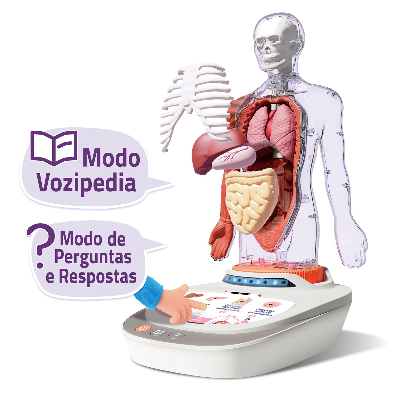 Cuerpo Humano Vozpedia Canal Science 4