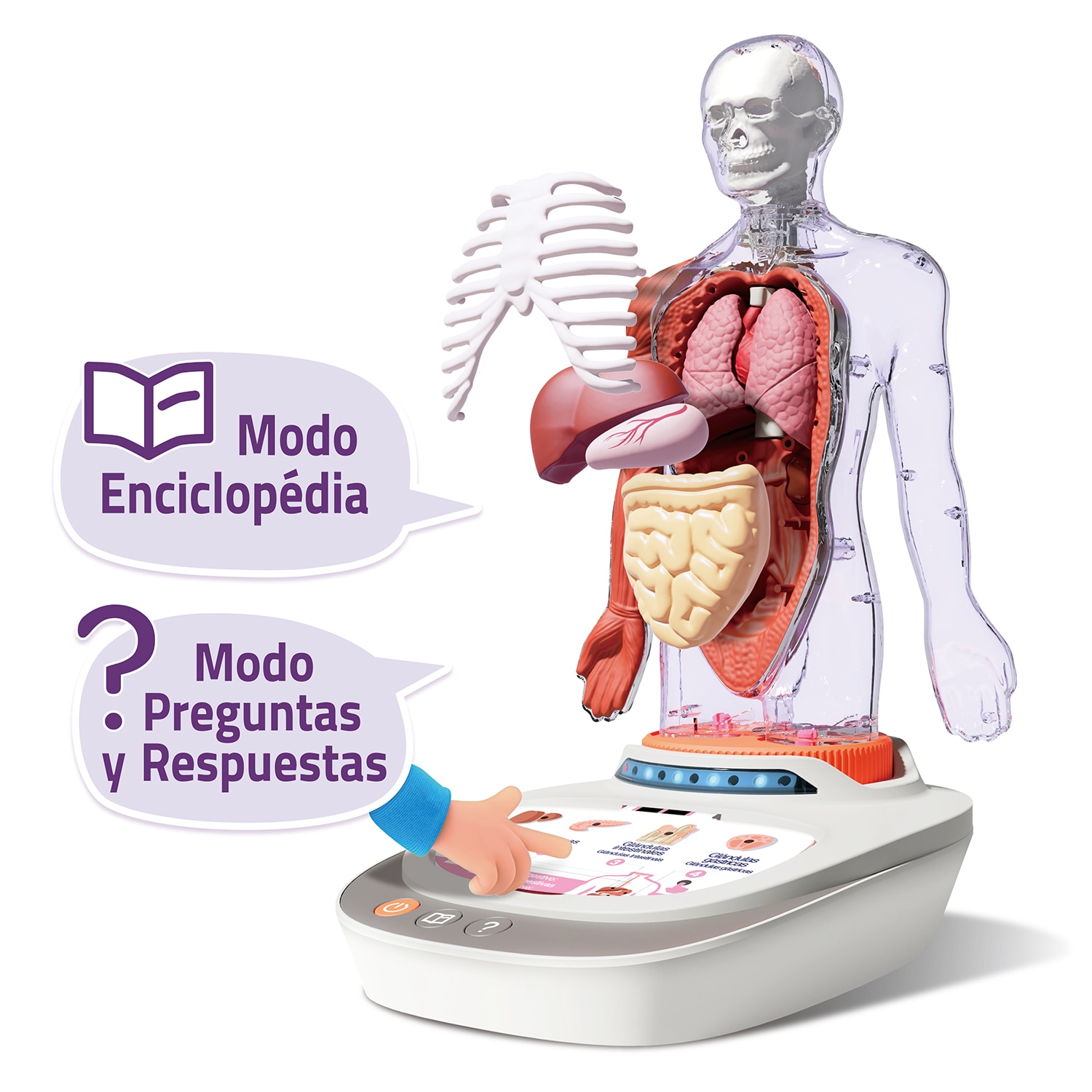 Cuerpo Humano Vozpedia Canal Science 5