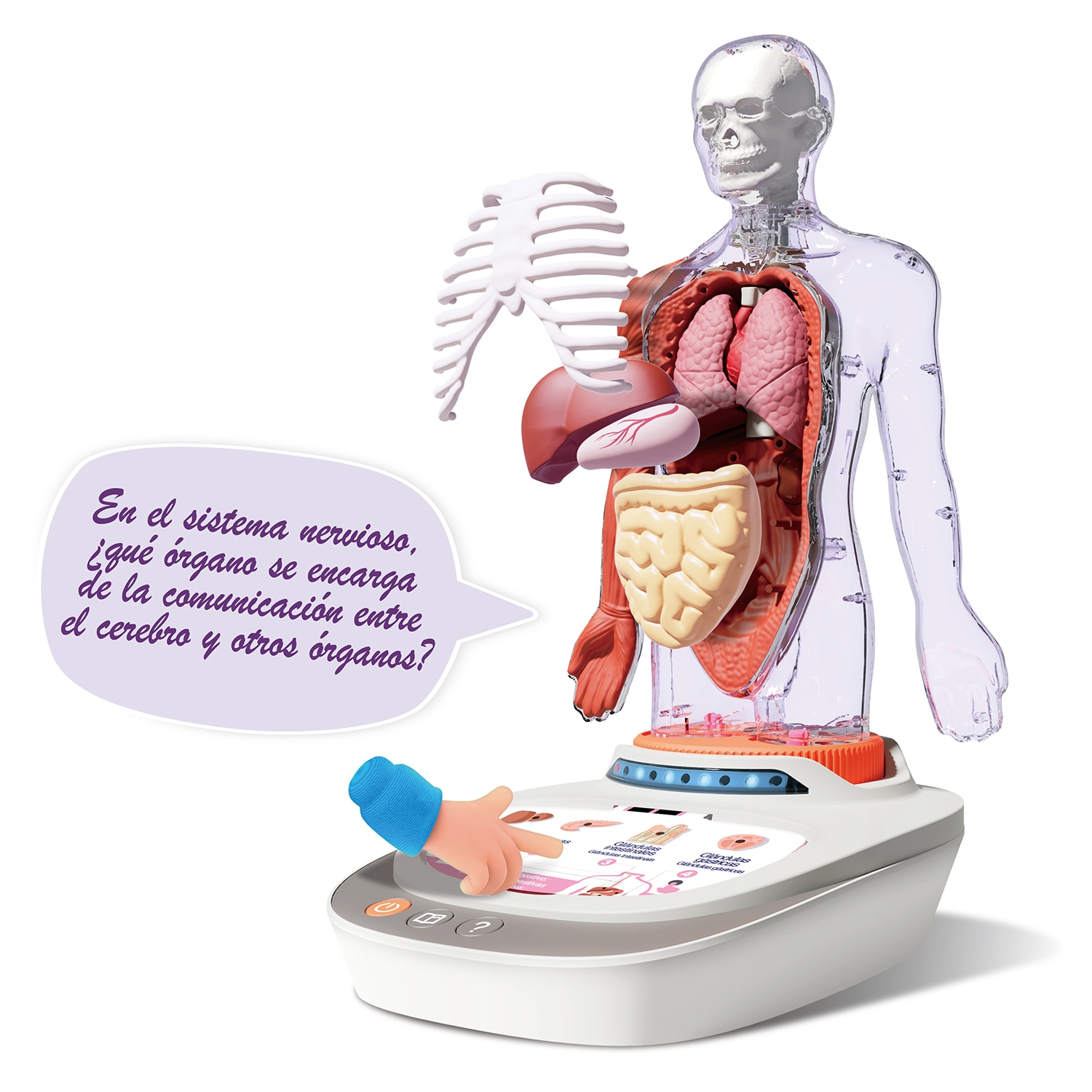 Cuerpo Humano Vozpedia Canal Science 6