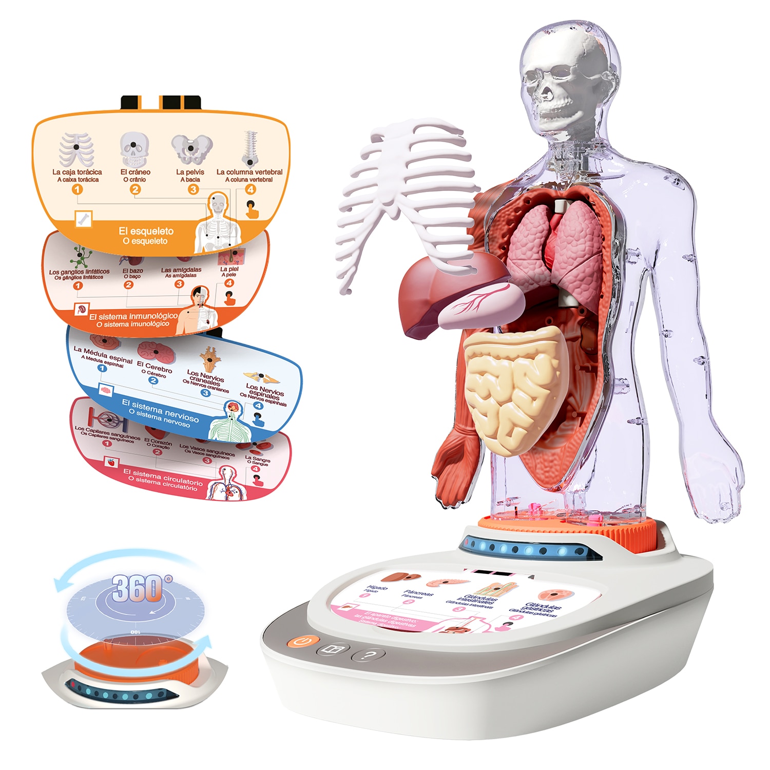 Cuerpo Humano Vozpedia Canal Science 7