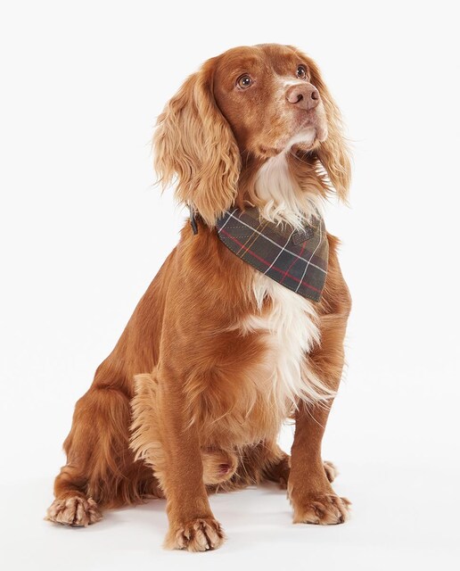 Imagen 0 de Bandana Barbour Tartan Dog Bandana
