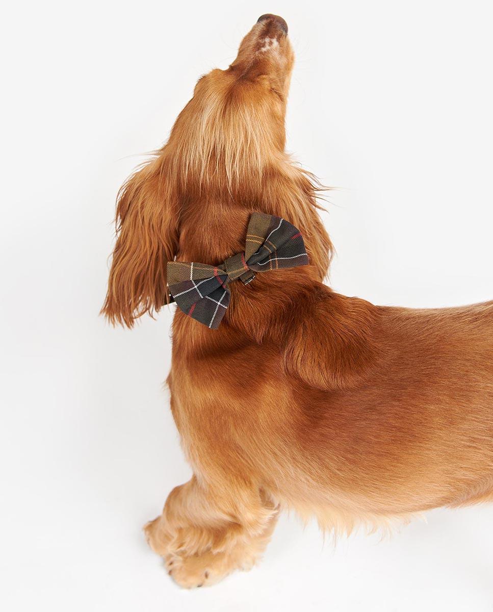 Pajarita Barbour Tartan Dog Bow Tie Marrón-3