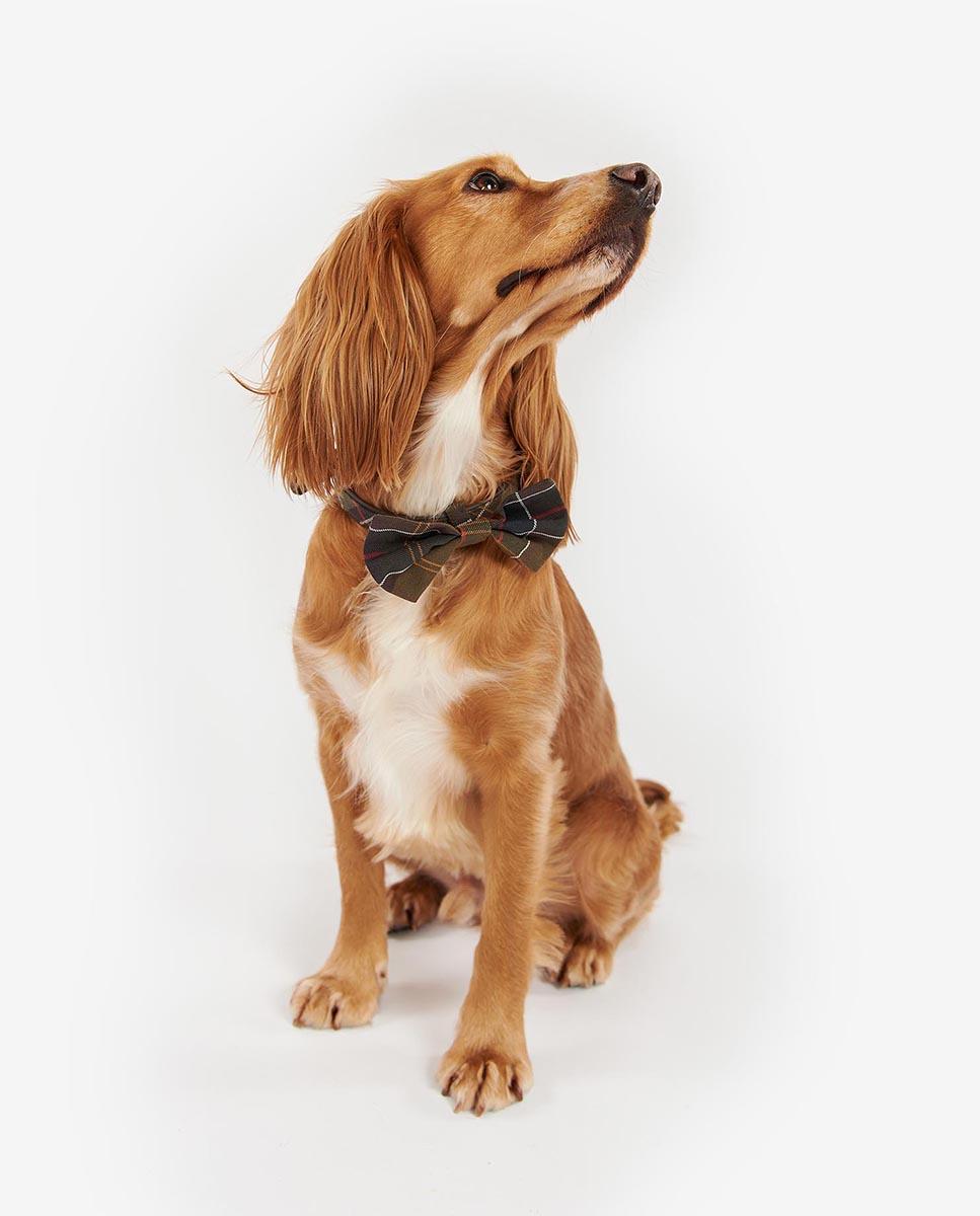 Pajarita Barbour Tartan Dog Bow Tie Marrón-4