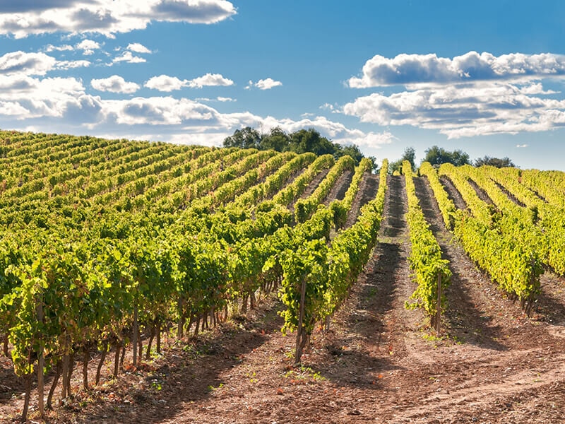 Smartbox Escapada rural: 1 noche con desayuno y visita a viñedo con cata de vino 6