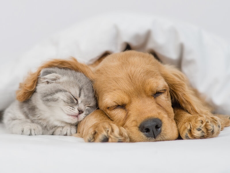 Smartbox ¡Escapada a hotel pet friendly! 1 noche para 2 adultos y mascota 2