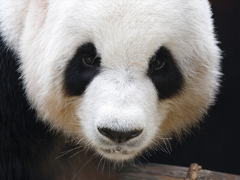 Imagen 2 de Smartbox Zoo de Madrid