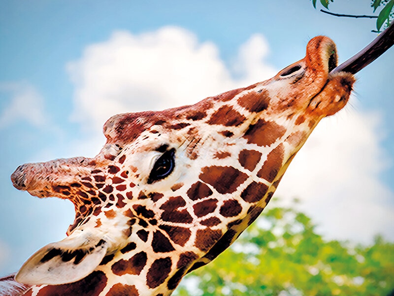 Imagen 3 de Smartbox Zoo de Madrid