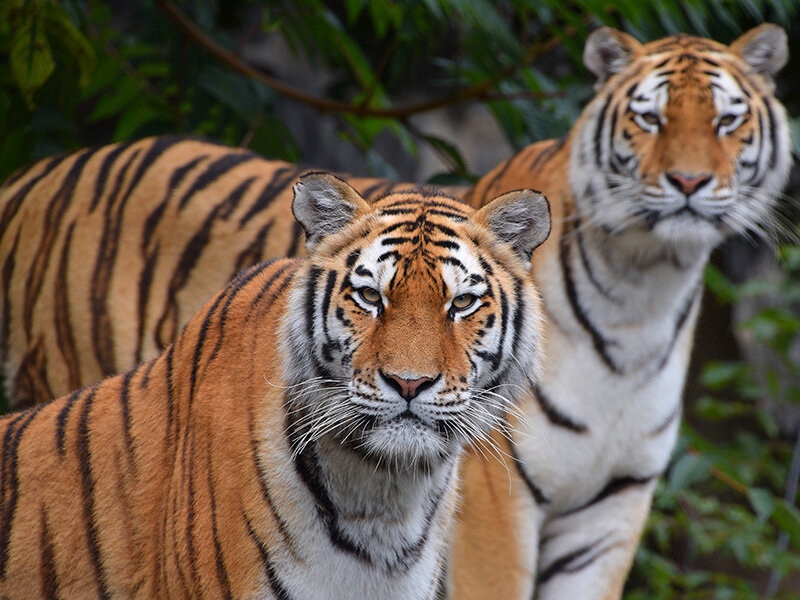 Imagen 4 de Smartbox Zoo de Madrid