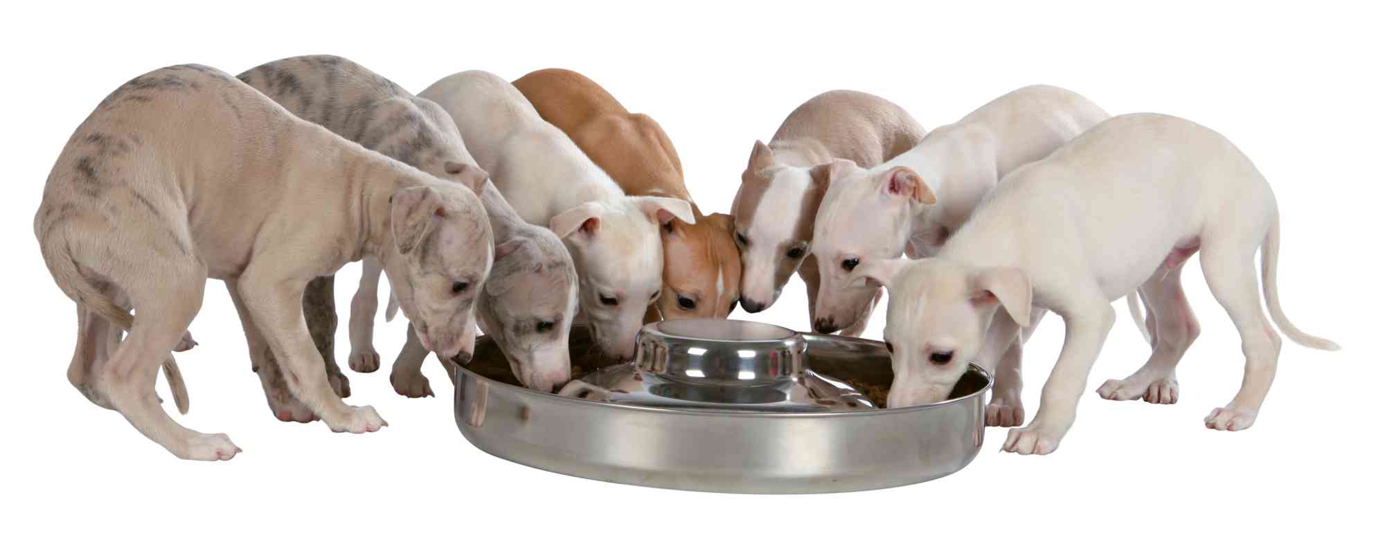 Comedero Trixie para perros y gatos cachorros 2