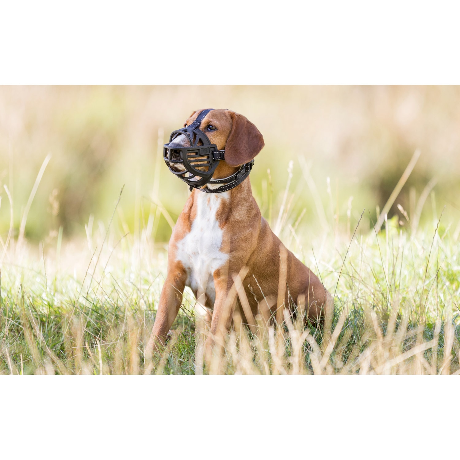 Bozal Trixie para perros Flex Silicona 2