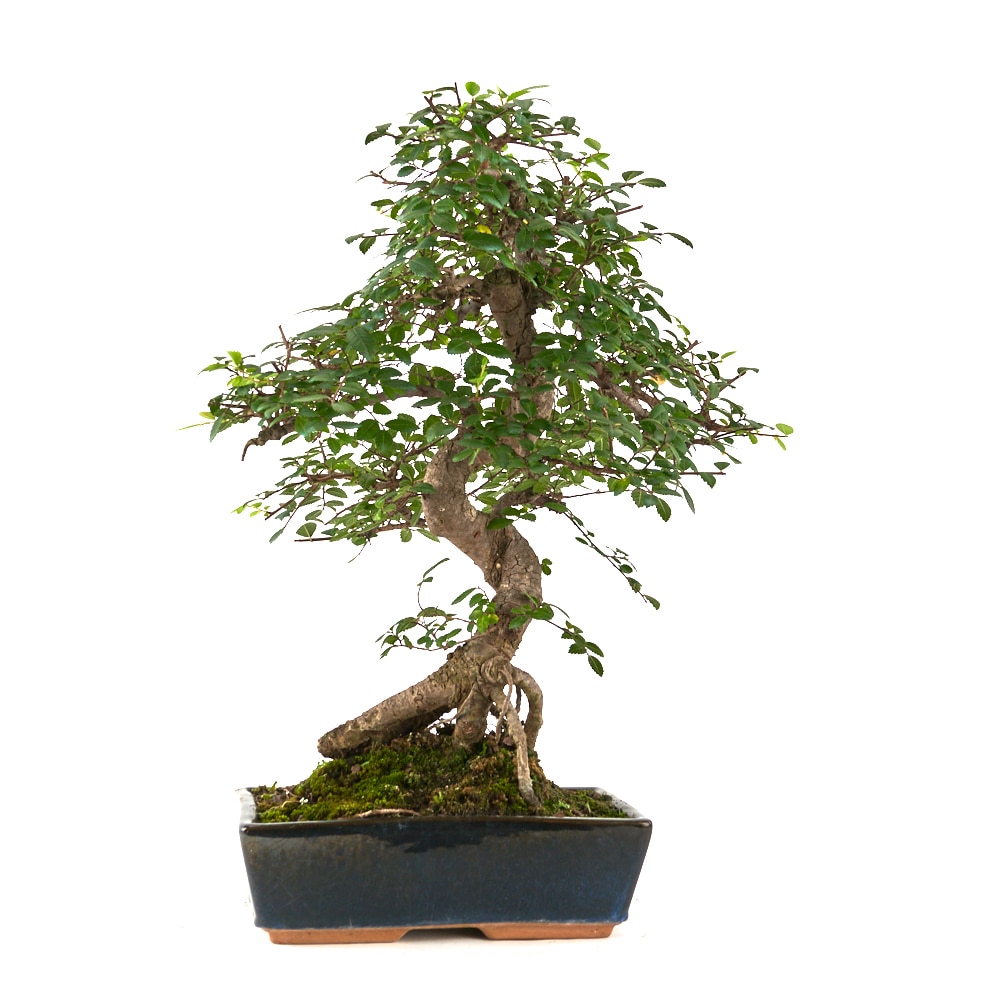 Bonsái Zelkova parvifolia Olmo o Zelkova japonesa 16 años