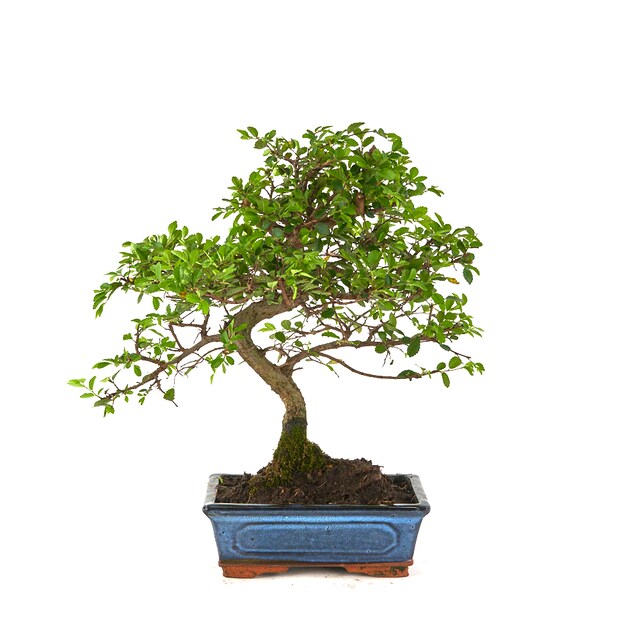 Imagen 0 de Bonsái Zelkova parvifolia Olmo o Zelkova japonesa  8 años