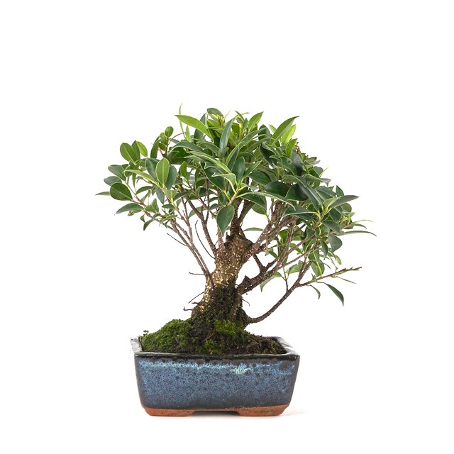 Imagen 0 de Bonsái Ficus retusa 5 años