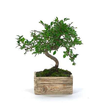 Bonsái Deco Rustic Zelkova parvifolia Olmo o Zelkova japonesa  6 años