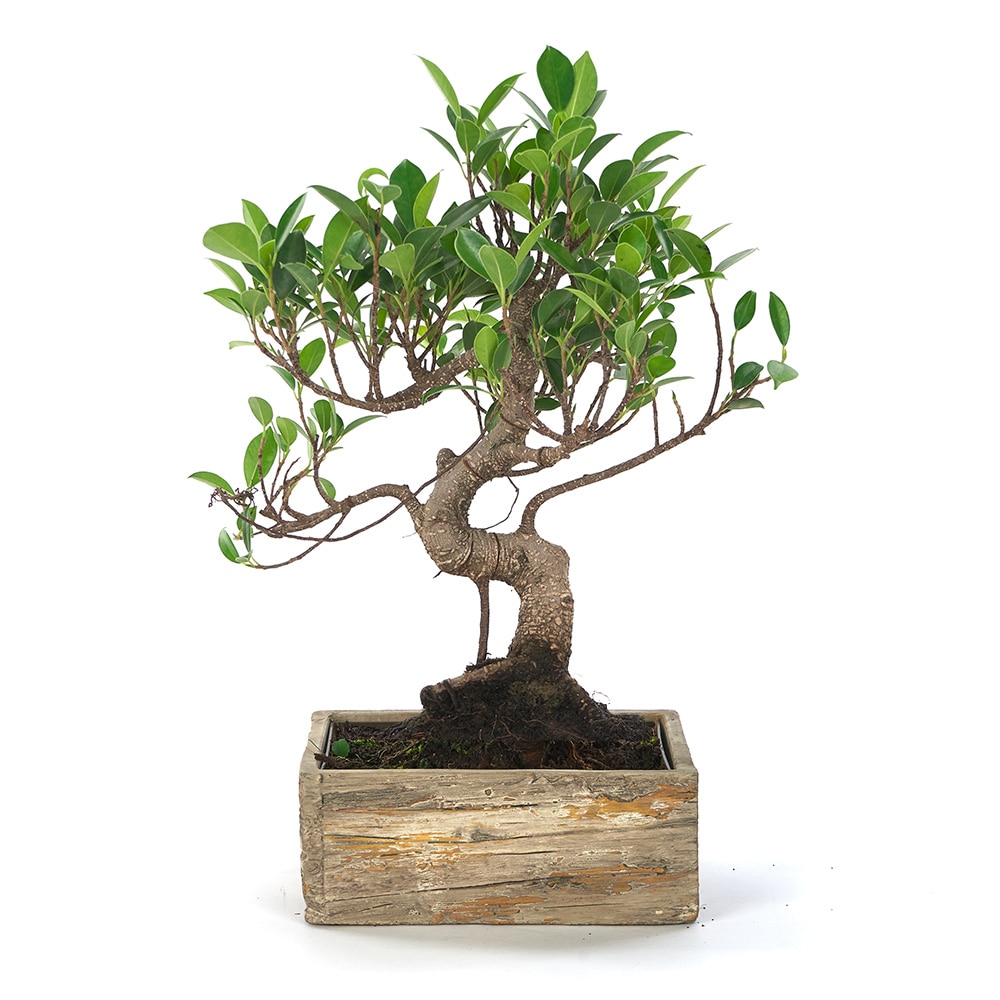 Bonsái Deco Rustic Ficus retusa 8 años