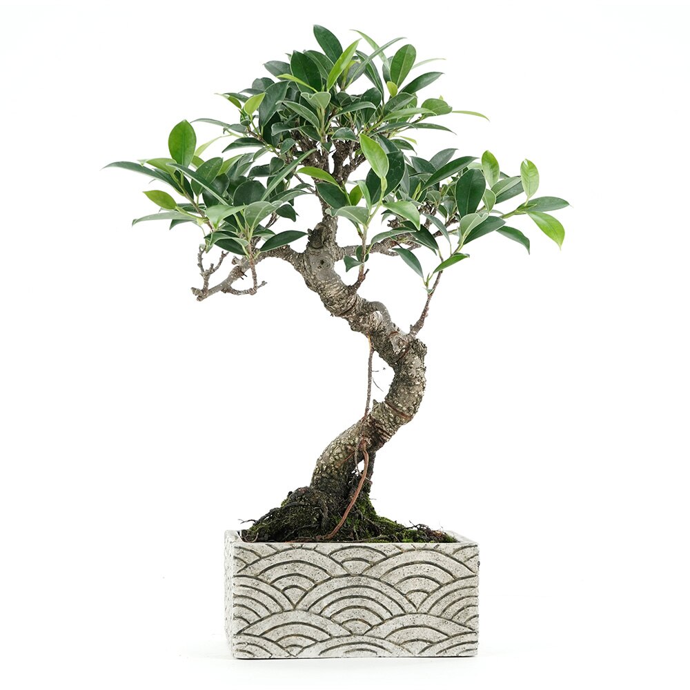 Bonsái Deco Oriental Ficus retusa 6 años