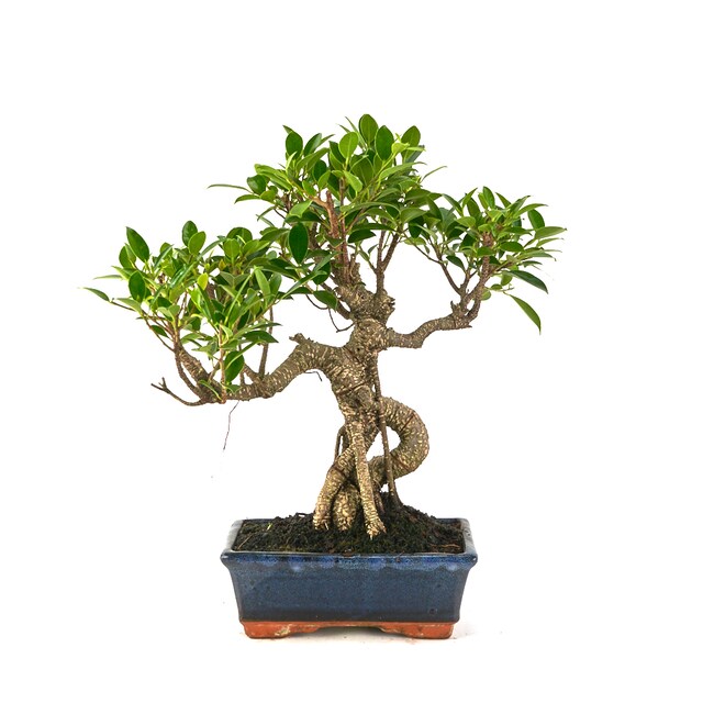 Imagen 0 de Bonsái Ficus retusa 8 años