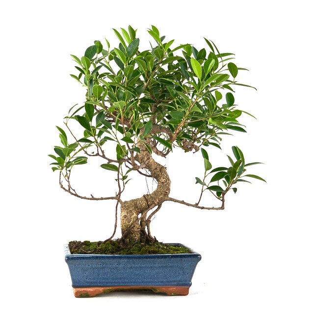 Imagen 0 de Bonsái Ficus retusa 10 años