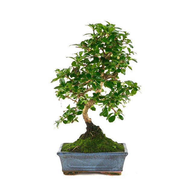 Imagen 0 de Bonsái Carmona microphylla 8 años. Té de Filipinas, Té de Fukien o Arbusto escorpión