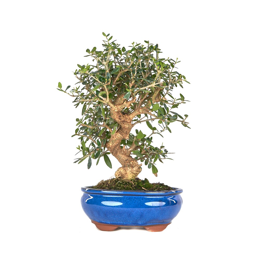 Bonsái Olea europaea sylvestris Acebuche 9 años