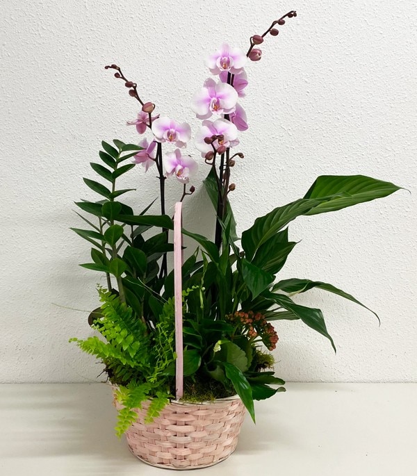 Cesta 5 Plantas + Orquídea